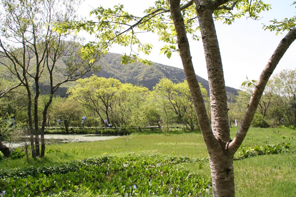 箱根の湿生花園を散策しました